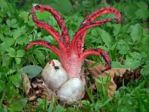 Witness the Devil's Fingers Mushroom Its surreal beauty bizarre shape and unforgettable corpse-like smell-5