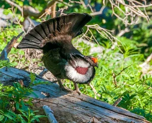 The Majestic Courtship Dance of the Dusky Grouse in North America-2