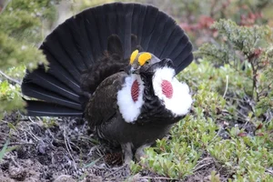 The Majestic Courtship Dance of the Dusky Grouse in North America-6