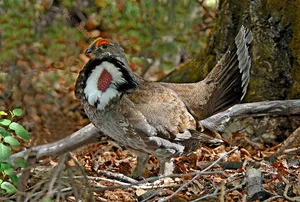 The Majestic Courtship Dance of the Dusky Grouse in North America-3
