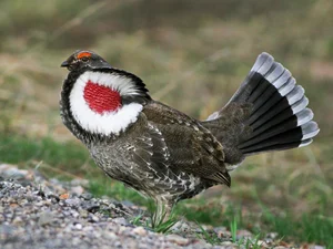 The Majestic Courtship Dance of the Dusky Grouse in North America-4