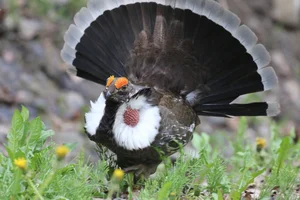 The Majestic Courtship Dance of the Dusky Grouse in North America-5