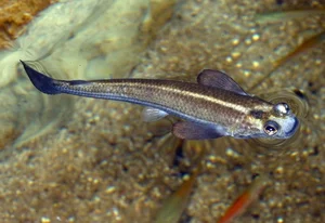 Discover the Incredible Four-Eyed Fish: Nature’s Unique Marvel That Sees Above and Below Water Simultaneously-1