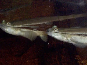 Discover the Incredible Four-Eyed Fish: Nature’s Unique Marvel That Sees Above and Below Water Simultaneously-0