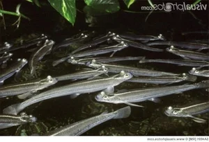 Discover the Incredible Four-Eyed Fish: Nature’s Unique Marvel That Sees Above and Below Water Simultaneously-3