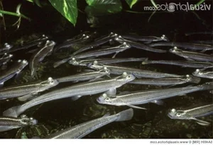 Discover the Incredible Four-Eyed Fish: Nature’s Unique Marvel That Sees Above and Below Water Simultaneously-2