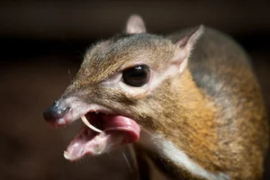 Discover the Mysterious Mouse-Deer of Vietnam: The World's Smallest Fanged Ungulate and Living Fossil-5