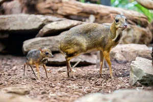 Discover the Mysterious Mouse-Deer of Vietnam: The World's Smallest Fanged Ungulate and Living Fossil-4