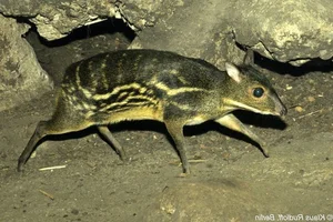 Discover the Mysterious Mouse-Deer of Vietnam: The World's Smallest Fanged Ungulate and Living Fossil-6