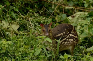 Discover the Mysterious Mouse-Deer of Vietnam: The World's Smallest Fanged Ungulate and Living Fossil-1