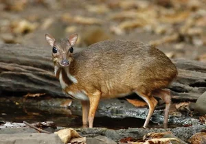 Discover the Mysterious Mouse-Deer of Vietnam: The World's Smallest Fanged Ungulate and Living Fossil-0