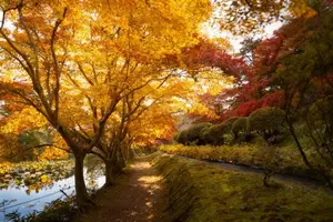 Fukushima: Immerse in Japan's Golden Autumn Splendor, Wander Through Enchanting Fall Landscapes-0