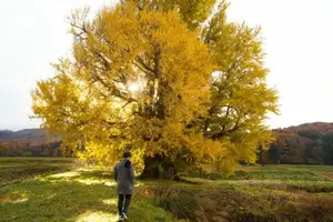 Fukushima: Immerse in Japan's Golden Autumn Splendor, Wander Through Enchanting Fall Landscapes-1