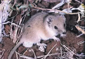 Top New Fascinating Animals: Discover Unique Wildlife from Nature-1