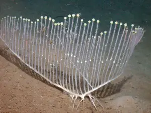 Top New Fascinating Animals: Discover Unique Wildlife from Nature-0