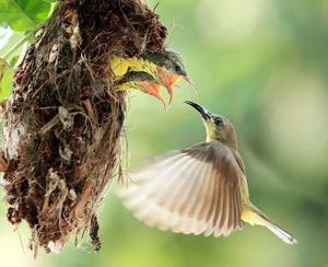 Stunning Sunbirds of Vietnam: Exploring the Unique Biology and Vibrant Plumage of Nature’s Most Efficient Nectar Feeders-0
