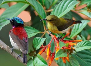 Stunning Sunbirds of Vietnam: Exploring the Unique Biology and Vibrant Plumage of Nature’s Most Efficient Nectar Feeders-7