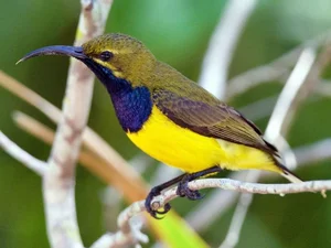 Stunning Sunbirds of Vietnam: Exploring the Unique Biology and Vibrant Plumage of Nature’s Most Efficient Nectar Feeders-1