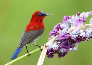 Stunning Sunbirds of Vietnam: Exploring the Unique Biology and Vibrant Plumage of Nature’s Most Efficient Nectar Feeders-2
