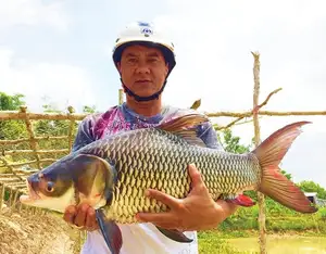 Giant Barb Unveiled: Why This Colossal Fish Commands-6