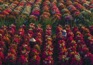 Vibrant Bougainvillea Blooms in Phu Son Flower Village: A Must-Visit Spring Destination in Vietnam’s Mekong Delta for Lunar New Year-2