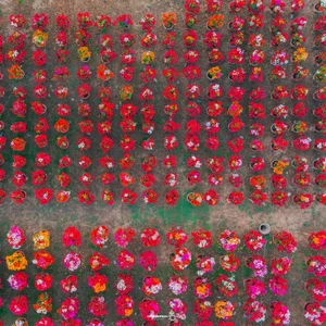 Vibrant Bougainvillea Blooms in Phu Son Flower Village: A Must-Visit Spring Destination in Vietnam’s Mekong Delta for Lunar New Year-9