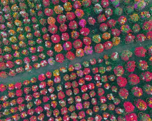 Vibrant Bougainvillea Blooms in Phu Son Flower Village: A Must-Visit Spring Destination in Vietnam’s Mekong Delta for Lunar New Year-4