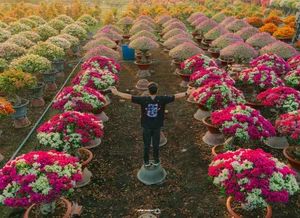 Vibrant Bougainvillea Blooms in Phu Son Flower Village: A Must-Visit Spring Destination in Vietnam’s Mekong Delta for Lunar New Year-8