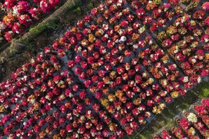 Vibrant Bougainvillea Blooms in Phu Son Flower Village: A Must-Visit Spring Destination in Vietnam’s Mekong Delta for Lunar New Year-5