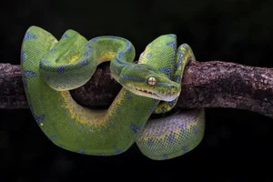 Nature’s Living Emerald: The Mesmerizing Color-Shifting Journey of the Green Tree Python-5