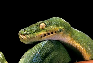 Nature’s Living Emerald: The Mesmerizing Color-Shifting Journey of the Green Tree Python-7