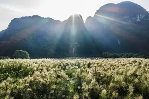 Trang An White Reed Season: Discover Its Ethereal Beauty & Peaceful Charm-0