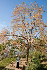 Sapa's Golden Empress Persimmon Tree: A Winter Wonderland for Tourists to Check-in-6