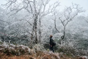 Breathtaking Frost in Vietnam: A Winter Wonderland Reminiscent of Europe-6