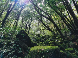 Conquering Pa Thien - Voi Mep: A Breathtaking Trekking Adventure Through Vietnam's Sea of Clouds and Ancient Forests-2