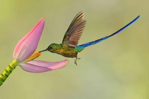 The Incredible Bee Hummingbird: Discover the Magic of the World’s Smallest Bird and Its Extraordinary Flying Abilities-0
