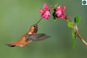 The Incredible Bee Hummingbird: Discover the Magic of the World’s Smallest Bird and Its Extraordinary Flying Abilities-7