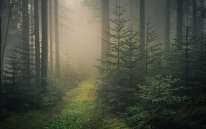 Exploring the Enchanting Black Forest: Germany's Most Iconic Nature Escape, Home to Grimm’s Fairy Tales and Timeless Traditions-4