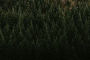 Exploring the Enchanting Black Forest: Germany's Most Iconic Nature Escape, Home to Grimm’s Fairy Tales and Timeless Traditions-2