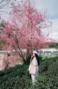 Experience Dalat Cherry Blossoms: Where nature meets wind turbines, an unforgettable photo spot!-3