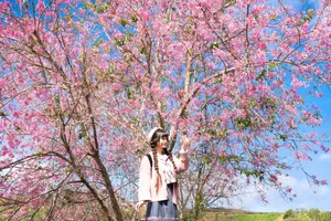 Experience Dalat Cherry Blossoms: Where nature meets wind turbines, an unforgettable photo spot!-11