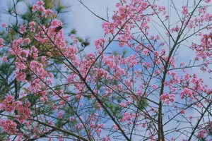 Experience Dalat Cherry Blossoms: Where nature meets wind turbines, an unforgettable photo spot!-9