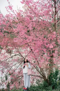 Experience Dalat Cherry Blossoms: Where nature meets wind turbines, an unforgettable photo spot!-4