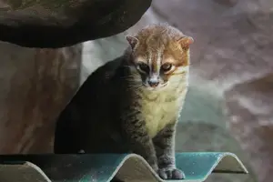 Discover the Flat-headed Cat: The World's Rarest Feline with a Peculiar Flat Skull-5