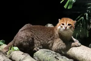 Discover the Flat-headed Cat: The World's Rarest Feline with a Peculiar Flat Skull-8