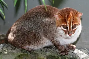 Discover the Flat-headed Cat: The World's Rarest Feline with a Peculiar Flat Skull-1