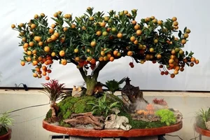 Stunning Artistic Miniature Kumquat Bonsai Trees for Lunar New Year 2026: Luxury Home Decor and Traditional Symbols of Prosperity and Good Fortune-0