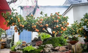 Stunning Artistic Miniature Kumquat Bonsai Trees for Lunar New Year 2026: Luxury Home Decor and Traditional Symbols of Prosperity and Good Fortune-9