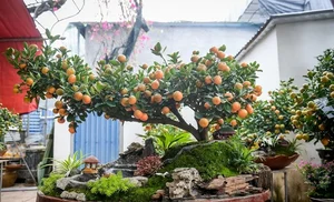 Stunning Artistic Miniature Kumquat Bonsai Trees for Lunar New Year 2026: Luxury Home Decor and Traditional Symbols of Prosperity and Good Fortune-3