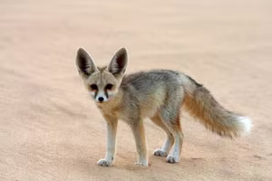 Discover the Fennec Fox: Tiny Wild Dog with Giant Ears, Sahara's Master of Survival-3